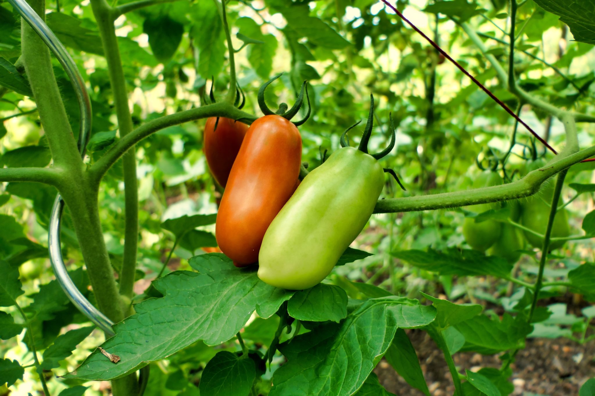 San Marzano Tomato Profile & Grow Guide Tomato Bible