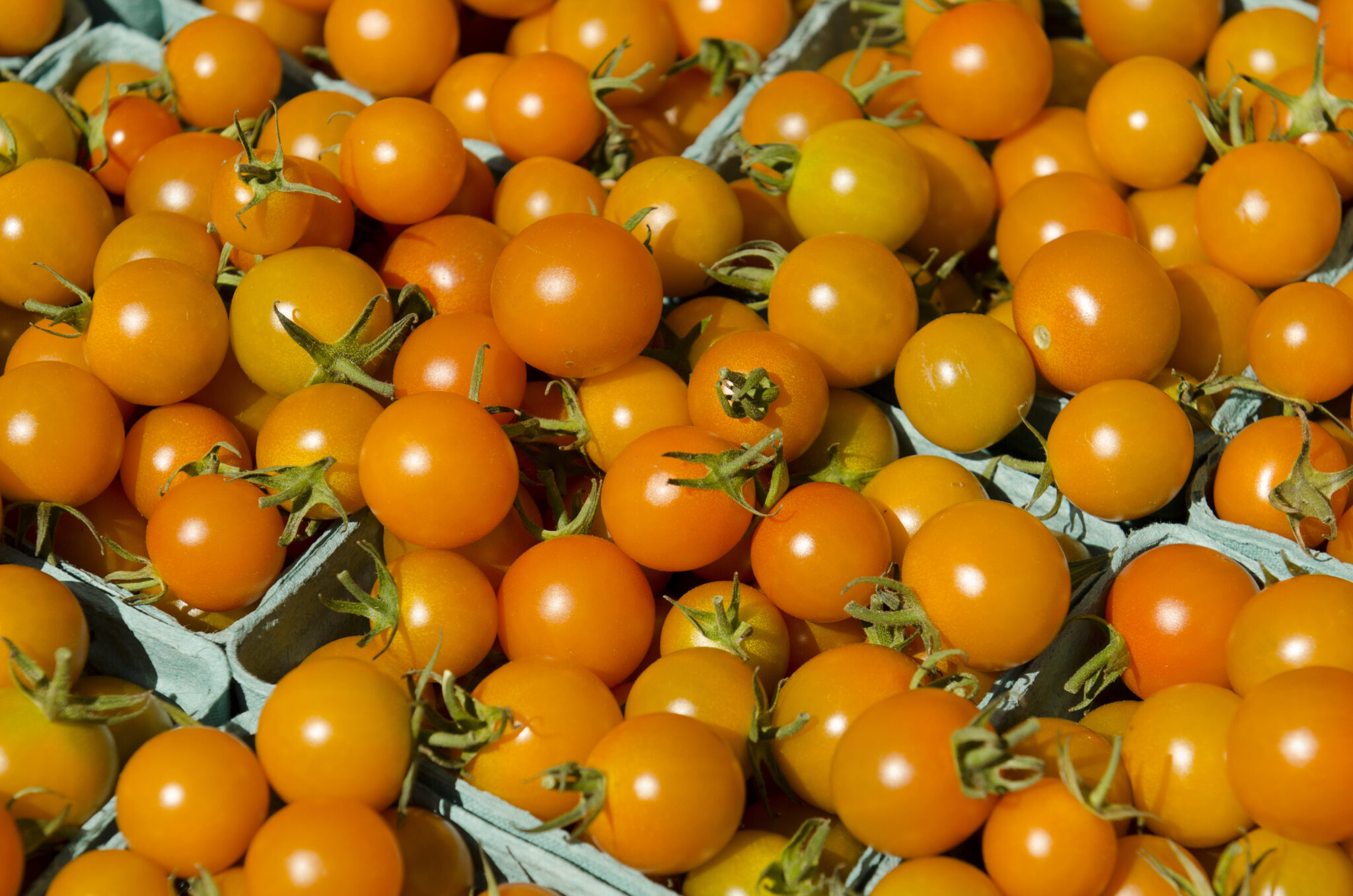 Growing Sungold Tomatoes - What You Need To Know - Tomato Bible